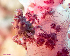 PINK!  We found a soft coral that was home to a family of... by Robin Bateman 